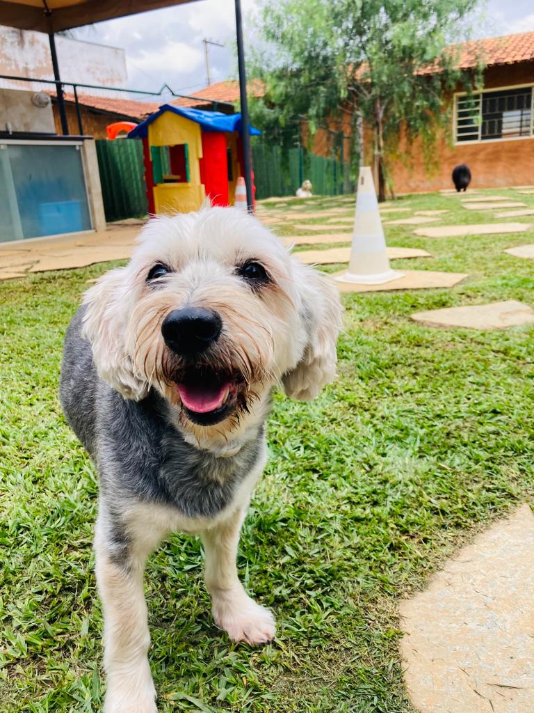 CãoForto com DogCam e Reservas